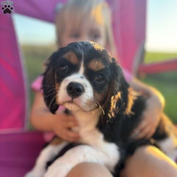 Everest, Cavalier King Charles Spaniel Puppy