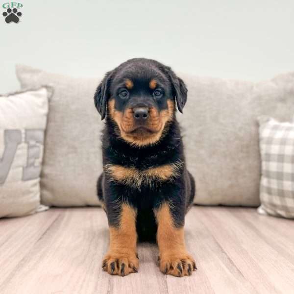 Bella, Rottweiler Puppy