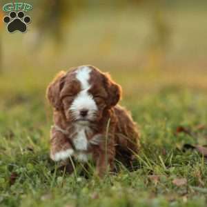 Kimba, Cavapoo Puppy