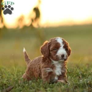 Kimba, Cavapoo Puppy