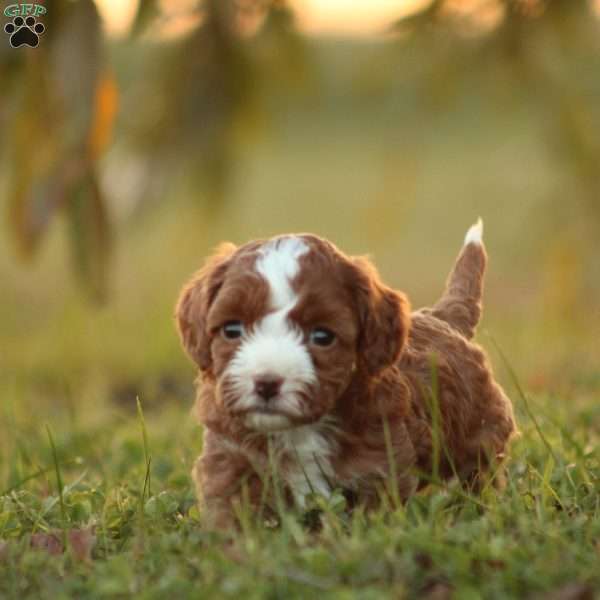 Kimba, Cavapoo Puppy