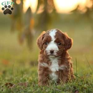 Kimba, Cavapoo Puppy