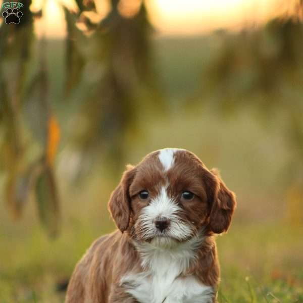 Kiana, Cavapoo Puppy