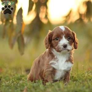 Kiana, Cavapoo Puppy