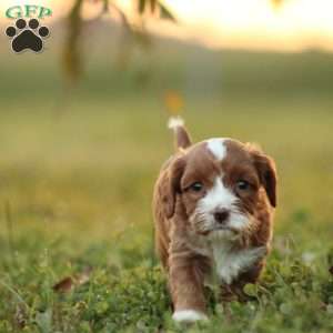 Kiana, Cavapoo Puppy