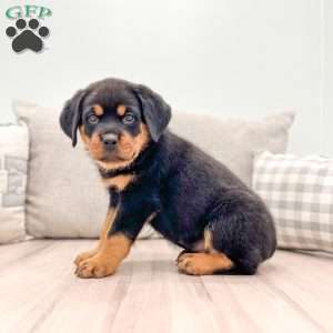 Fiona, Rottweiler Puppy