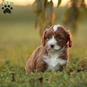 Kiana, Cavapoo Puppy