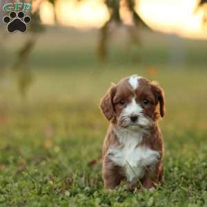 Kiana, Cavapoo Puppy