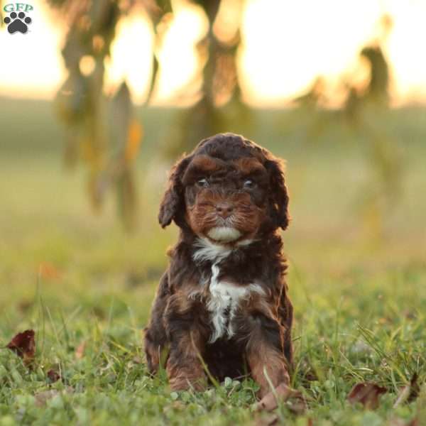 Kiya, Cavapoo Puppy