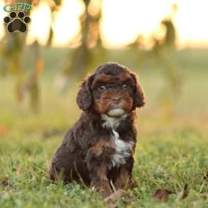 Kiya, Cavapoo Puppy