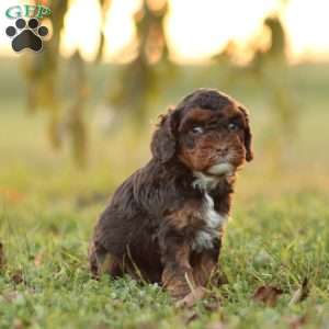 Kiya, Cavapoo Puppy