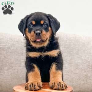 Fiona, Rottweiler Puppy