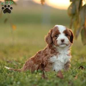 Kinza, Cavapoo Puppy