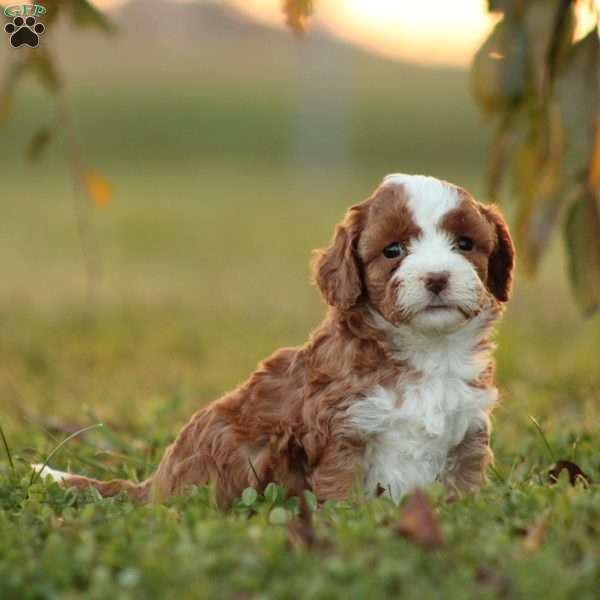 Kinza, Cavapoo Puppy