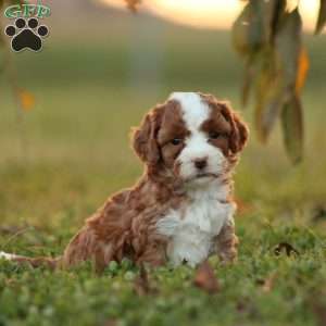 Kinza, Cavapoo Puppy