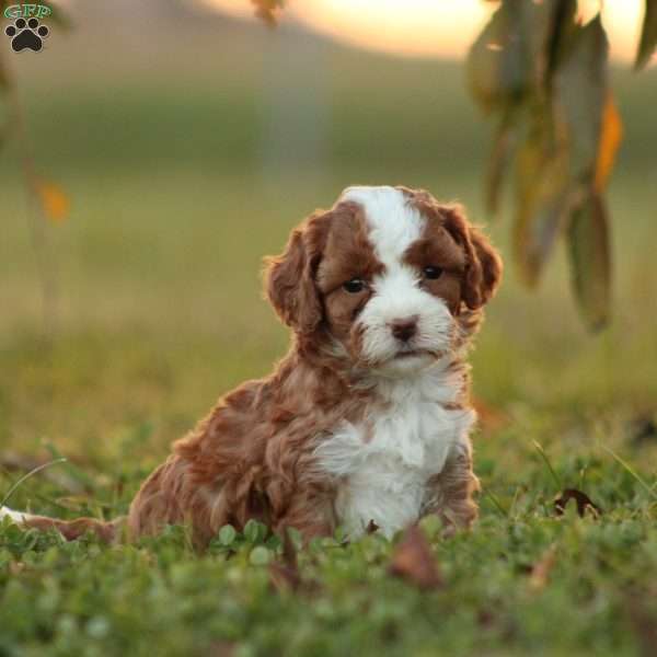 Kinza, Cavapoo Puppy