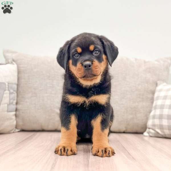 Fiona, Rottweiler Puppy