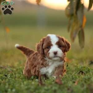 Kinza, Cavapoo Puppy