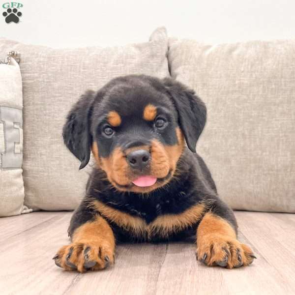 Cleo, Rottweiler Puppy