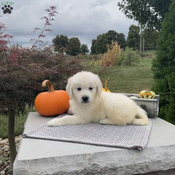 Jenna, English Cream Golden Retriever Puppy