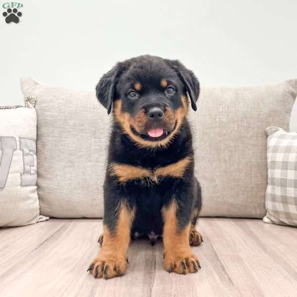 Hugo, Rottweiler Puppy