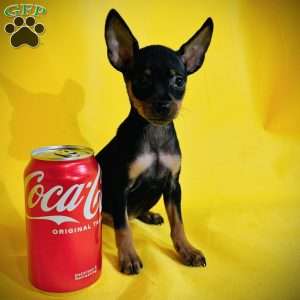 Jasper, Miniature Pinscher Puppy