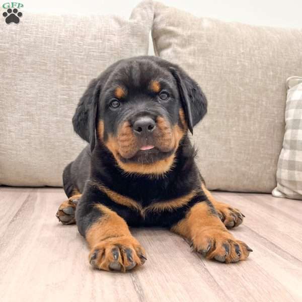 Blitzen, Rottweiler Puppy