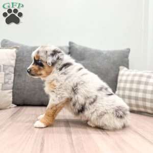 Arlo, Miniature Australian Shepherd Puppy