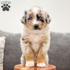 Arlo, Miniature Australian Shepherd Puppy