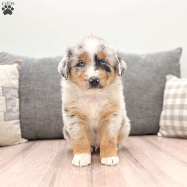 Arlo, Miniature Australian Shepherd Puppy