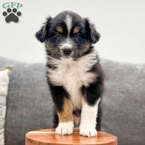 Dexter, Miniature Australian Shepherd Puppy