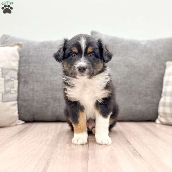 Dexter, Miniature Australian Shepherd Puppy