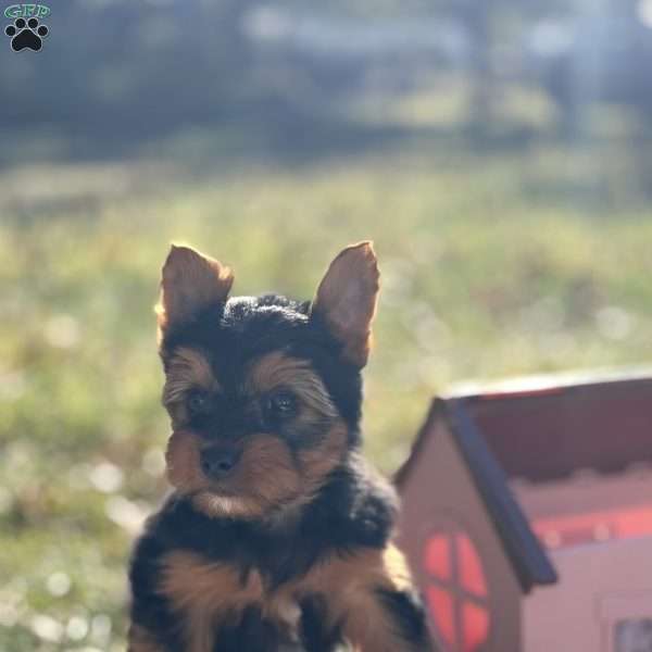 Manly, Yorkie Puppy