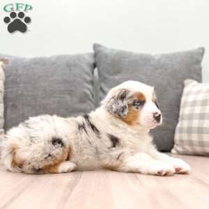 Finn, Miniature Australian Shepherd Puppy