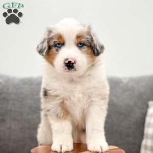 Finn, Miniature Australian Shepherd Puppy