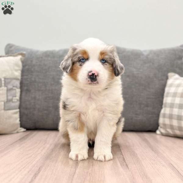 Finn, Miniature Australian Shepherd Puppy