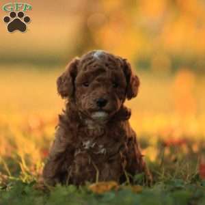 Zackery, Toy Poodle Puppy