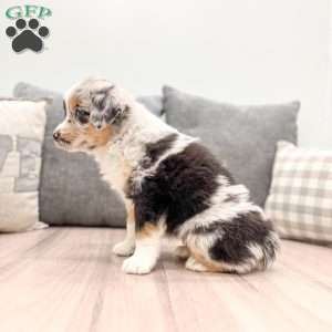 India, Miniature Australian Shepherd Puppy