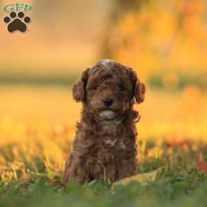 Zackery, Toy Poodle Puppy