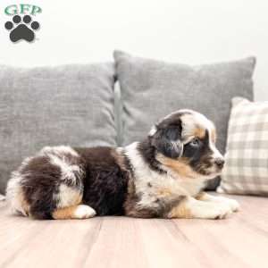 India, Miniature Australian Shepherd Puppy