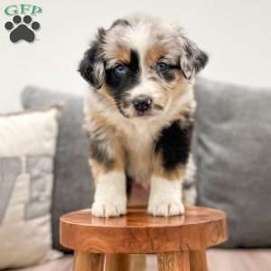 India, Miniature Australian Shepherd Puppy