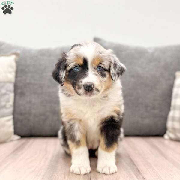 India, Miniature Australian Shepherd Puppy