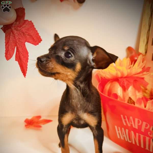 Iggy, Miniature Pinscher Puppy