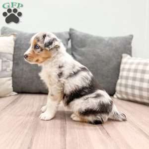 Ivory, Miniature Australian Shepherd Puppy