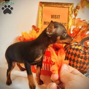 Iggy, Miniature Pinscher Puppy