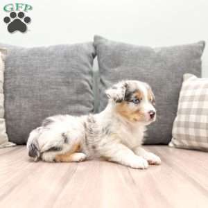 Ivory, Miniature Australian Shepherd Puppy