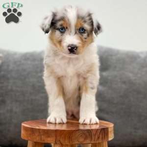 Ivory, Miniature Australian Shepherd Puppy