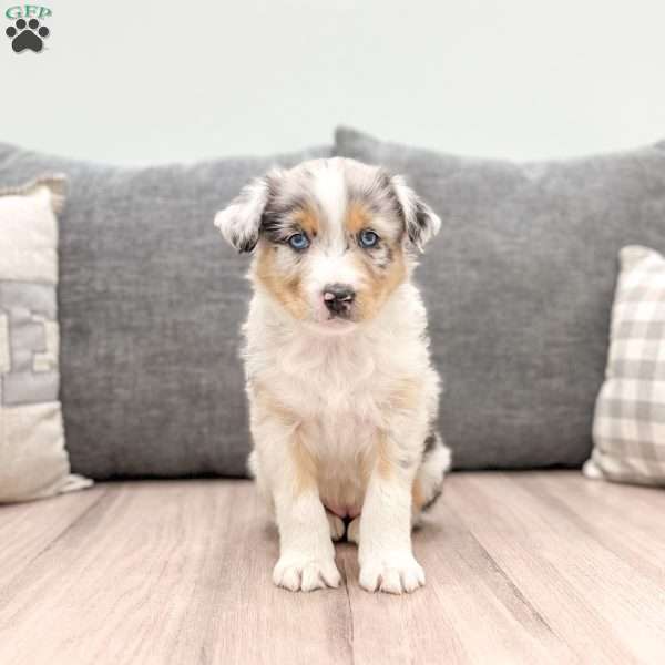 Ivory, Miniature Australian Shepherd Puppy