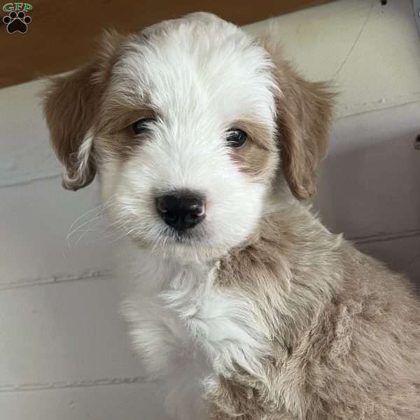 Harvey, Bernedoodle Puppy