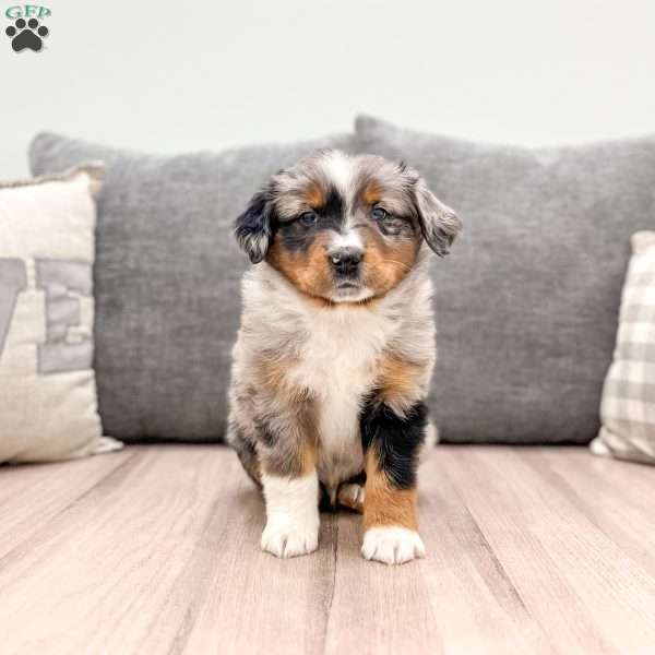 Ollie, Miniature Australian Shepherd Puppy